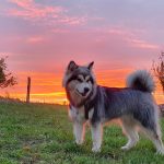 Alaskan malamute elevage Alsace