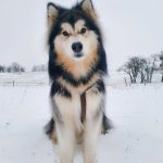 Alaskan malamute poil long