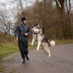 Canicross malamute elevage nooak snow