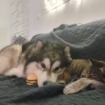 Chat Malamute elevage