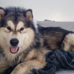 Magnifique Malamute elevage