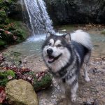 Magnifique Malamute elevage Alsace