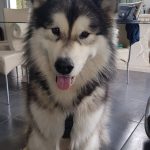 Malamute Umik elevage alsace