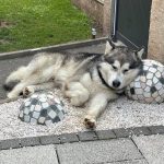 Malamute d'Alaska elevage Nooak Snow
