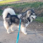 Malamute d'Alaska elevage nooak snow