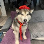Malamute d'Alaska mamie comblée