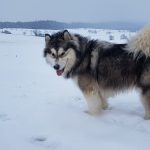 Malamute d'Alaska neige