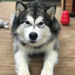 Malamute d'Alaska nooak snow elevage