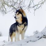 Malamute d'Alaska poil long