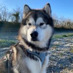 Malamute de l'Alaska