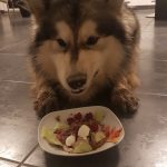 Malamute elevage alsace barf