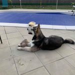 Malamute elevage nooak snow ado