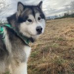 Malamute elevage sport
