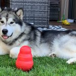 Malamute foraging elevage