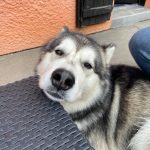 Malamute grimace elevage