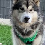 Malamute gris et blanc elevage