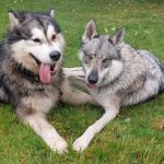 Malamute mignon elevage alsace
