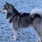Malamute neige elevage