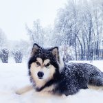 Malamute poils longs