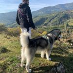 Malamute randonnée elevage