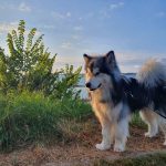 Vacances malamute elevage alsace