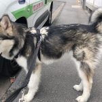 ado malamute elevage