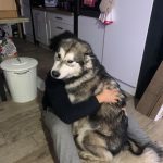 alaskan malamute elevage