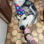 anniversaire malamute elevage