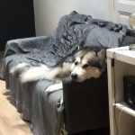 canapé malamute elevage