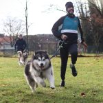 canicross malamute elevage
