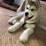 chiot alaskan malamute elevage