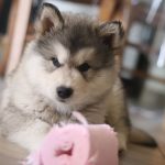 chiot malamute drole elevage alsace