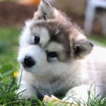 chiot mamute elevage
