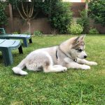chiot nooak snow malamute elevage