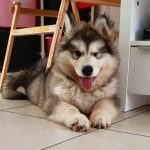 chiot rigolo malamute