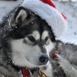 éleveur malamute alsace
