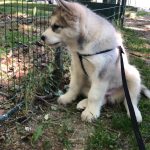 elevage chiot malamute