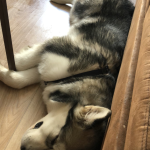 malamute