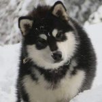 malamute-chiot-elevage-1