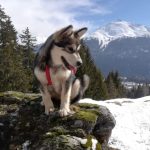 malamute-chiot-elevage-3