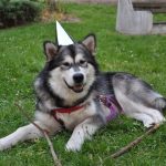 malamute-chiot-elevage-6