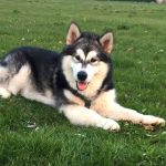 malamute-chiot-elevage-6