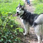 malamute-chiot-elevage-7