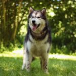 malamute-chiot-elevage-8