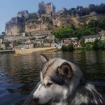 malamute-chiot-elevage-8