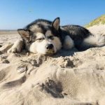 malamute-chiot-elevage-8