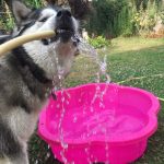 malamute-chiot-elevage-9
