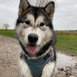 malamute elevage alsace