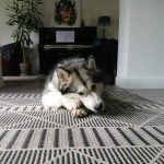 malamute elevage alsace 3