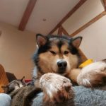 malamute elevage alsace mikijuk